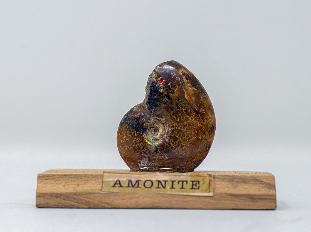 Amonite Fósil c/base